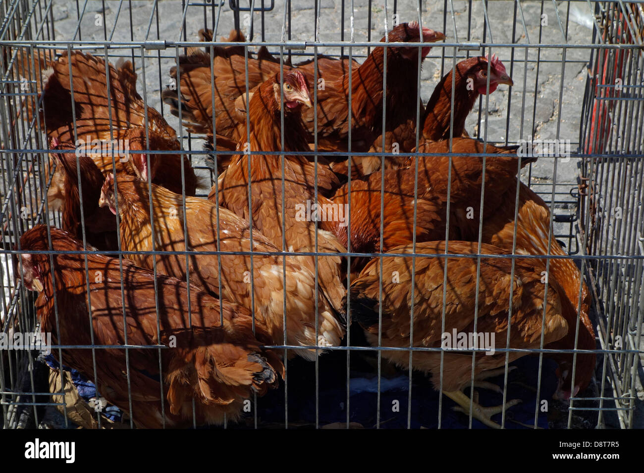 Los pollos en jaulas de aves de corral en el stand para la venta en el mercado de animales domésticos Foto de stock