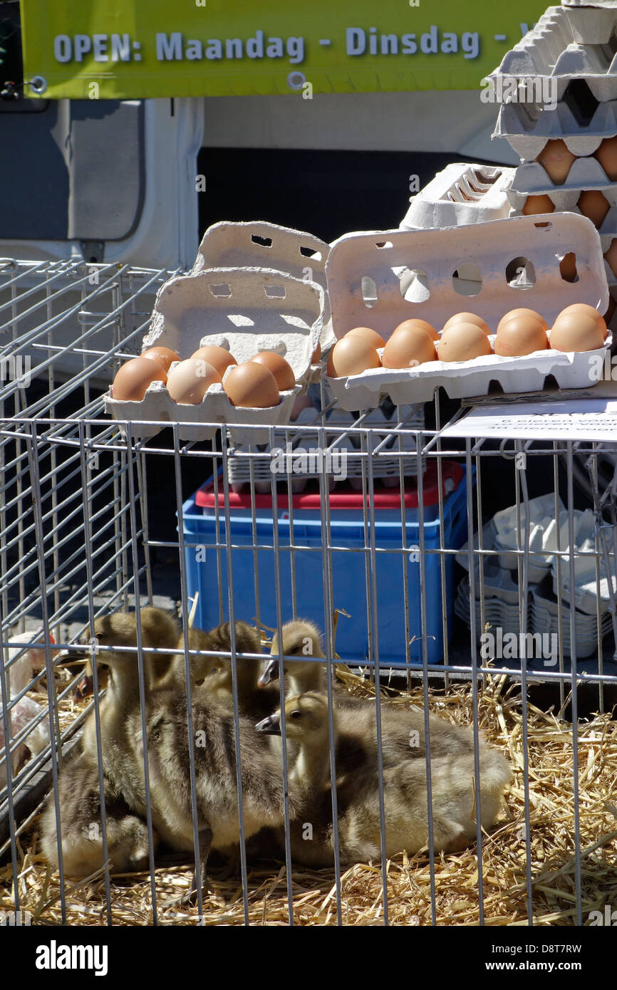 Gansos jóvenes en jaula y huevos de aves de corral para su venta a situarse en el mercado de animales domésticos Foto de stock