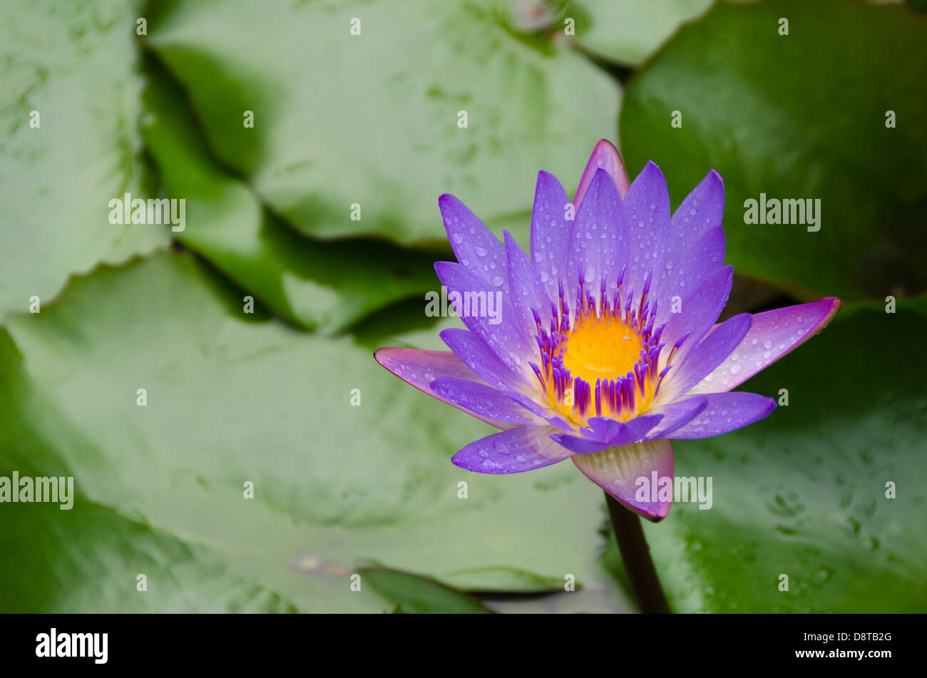 Flor violeta con el centro amarillo en un estanque con un telón de fondo de  color verde Fotografía de stock - Alamy