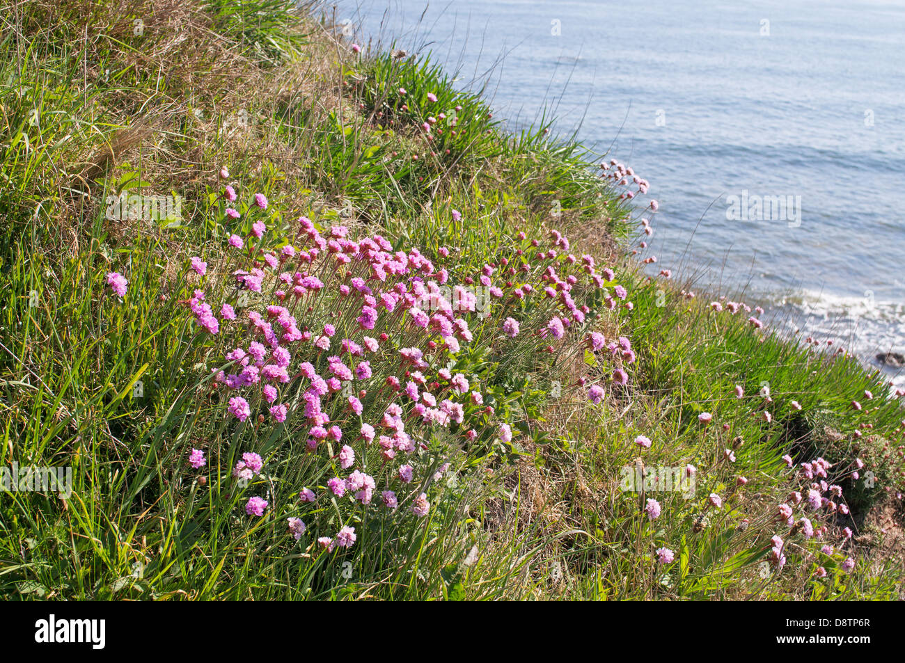 Mar rosa o el ahorro flores silvestres, visto desde la ruta costera del Mar del Norte, ya que pasa a través de Whitburn, al noreste de Inglaterra Foto de stock