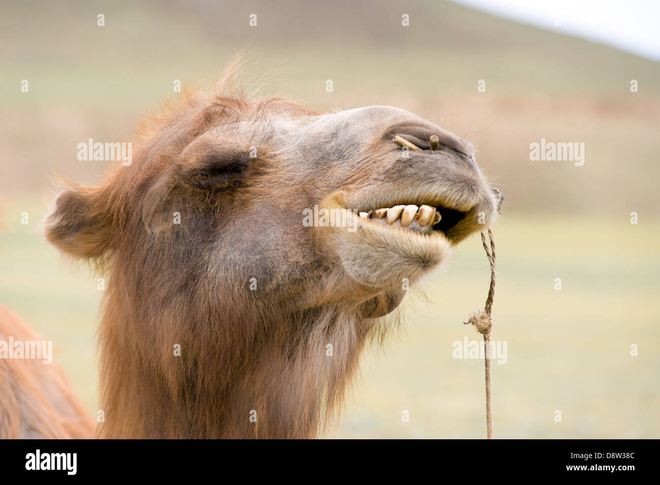 sonrisa de camellos Foto de stock