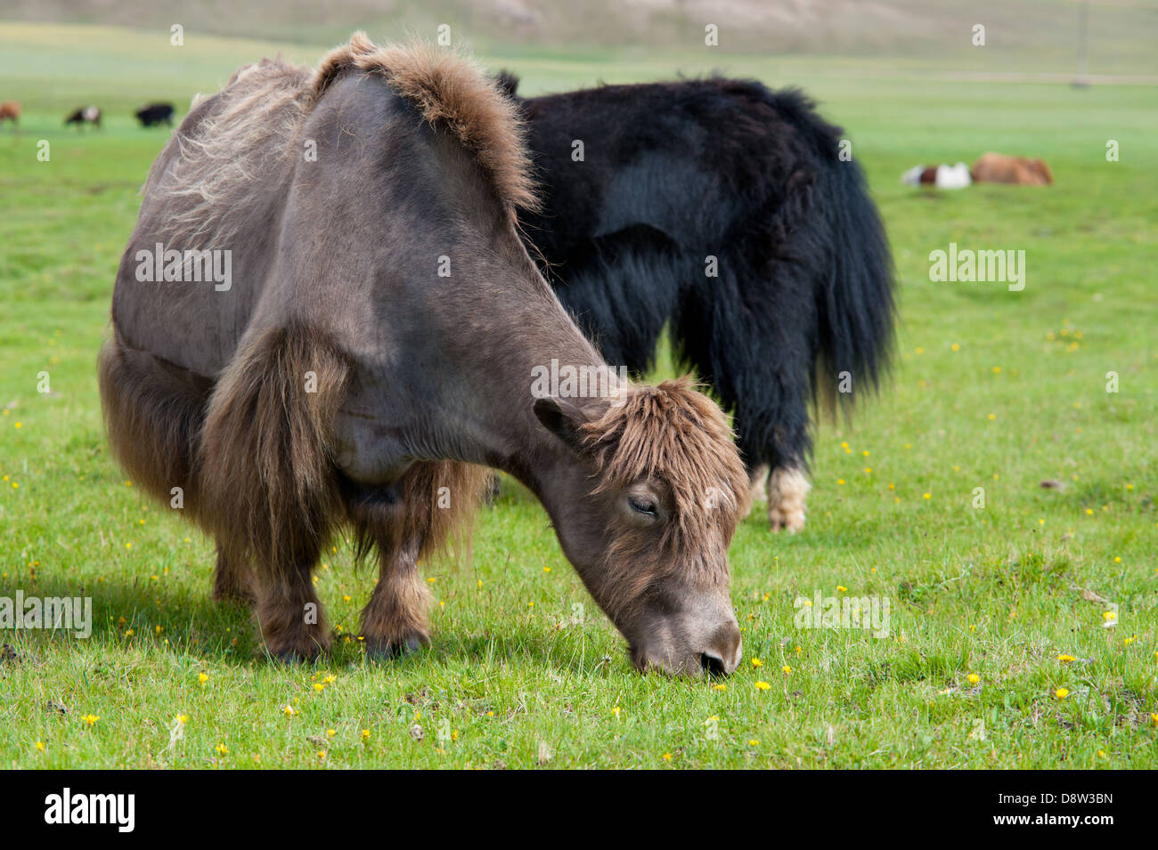 pastoreo de yaks Foto de stock