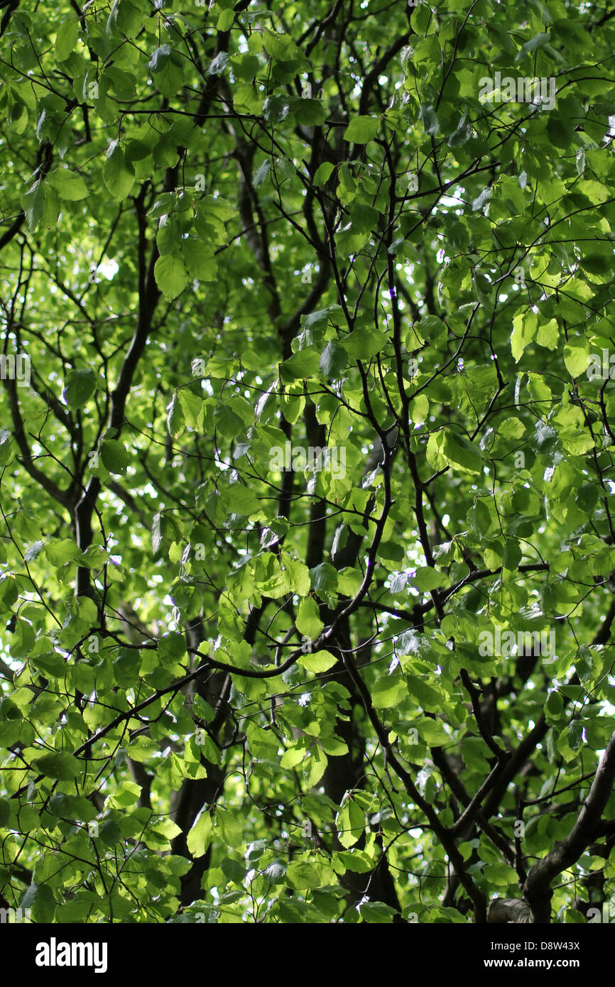 Vista inferior de frondosas ramas verdes en árbol. Foto de stock