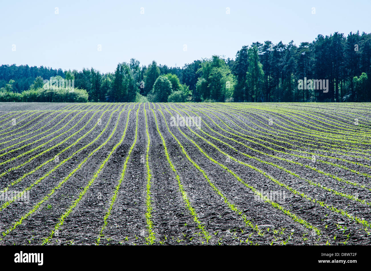 Las nuevas plantas de maíz en filas en un campo con fondo verde. La isla de Öland en Suecia. Foto de stock