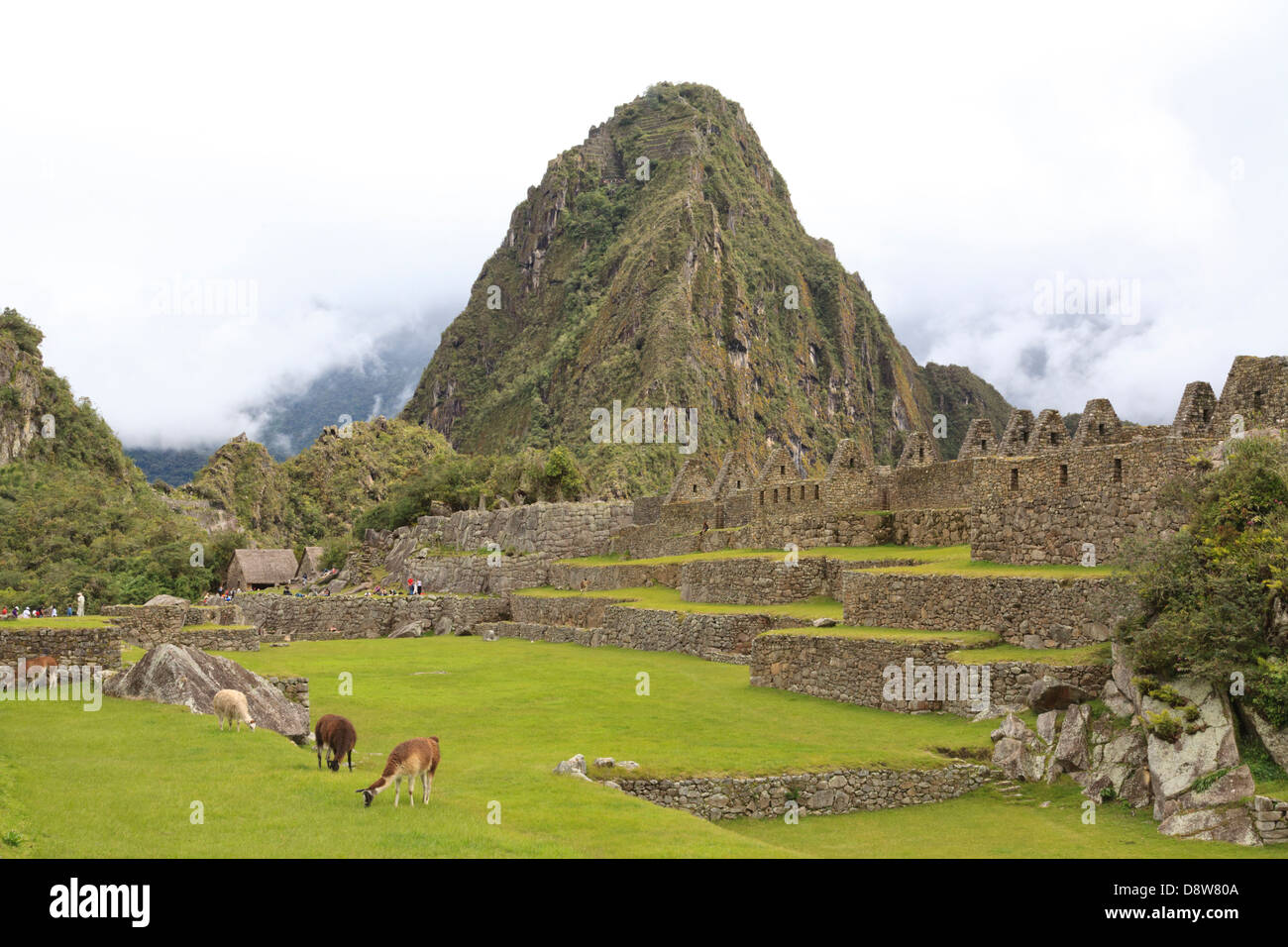 Llamas residente en el sitio arqueológico de Machu Picchu, Perú Foto de stock