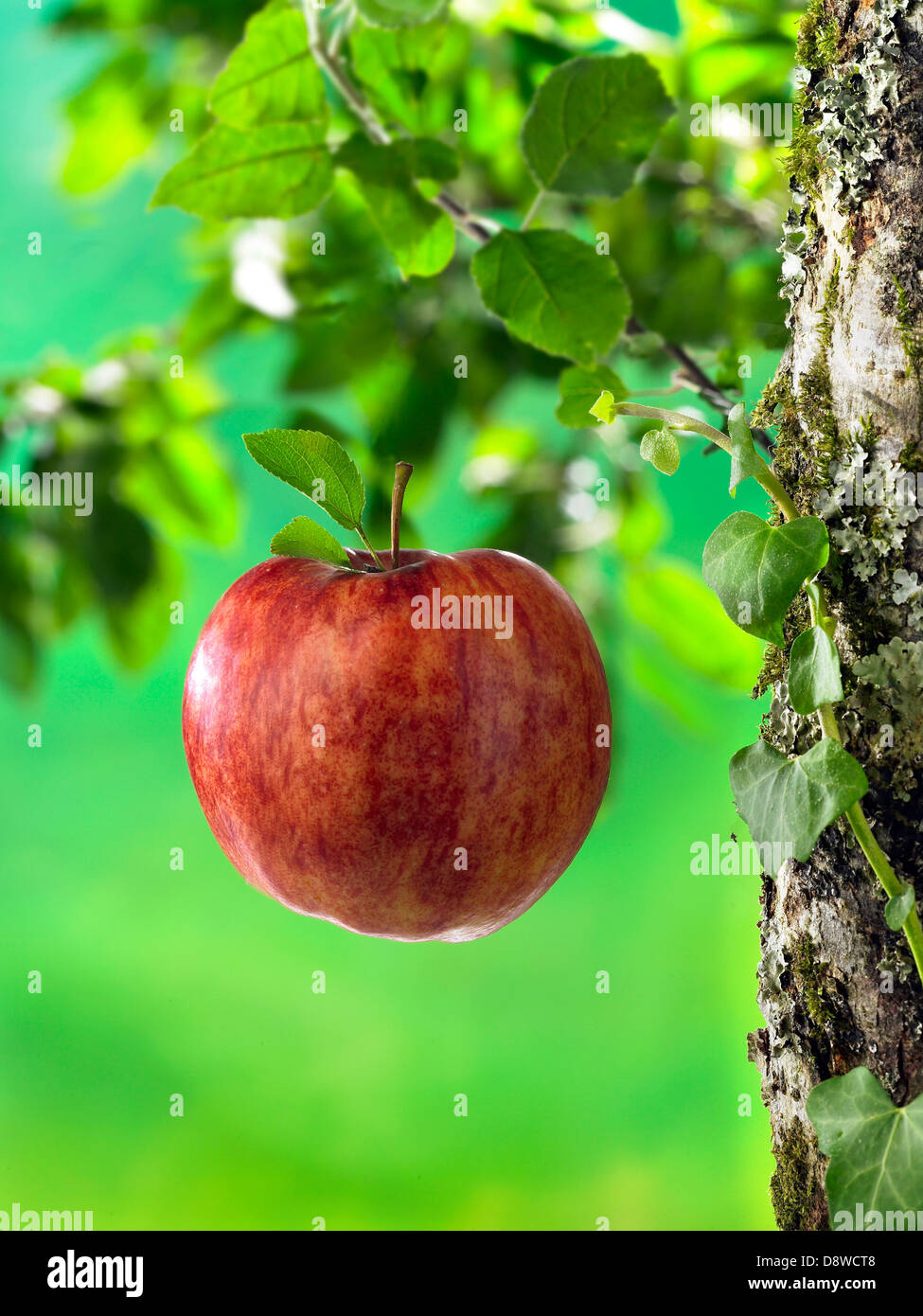 Manzana roja cayendo del árbol Fotografía de stock - Alamy