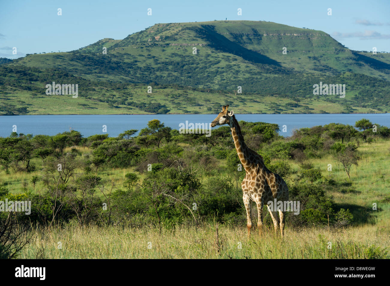 Sur de la jirafa (Giraffa camelopardalis giraffa) delante de la presa, Spioenkop Game Reserve, Sudáfrica Foto de stock