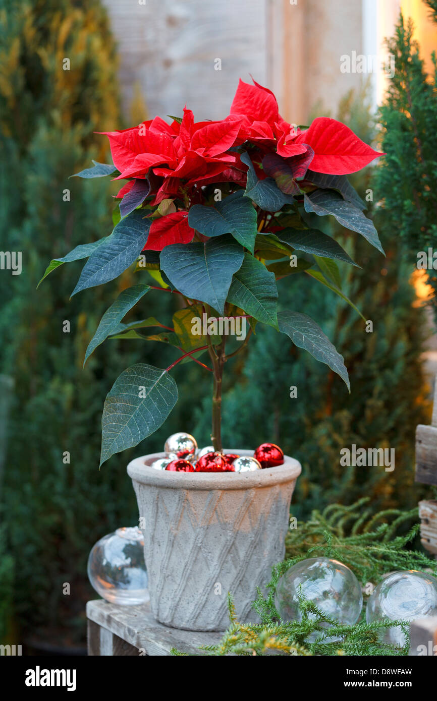 Poinsettia con bolas Foto de stock