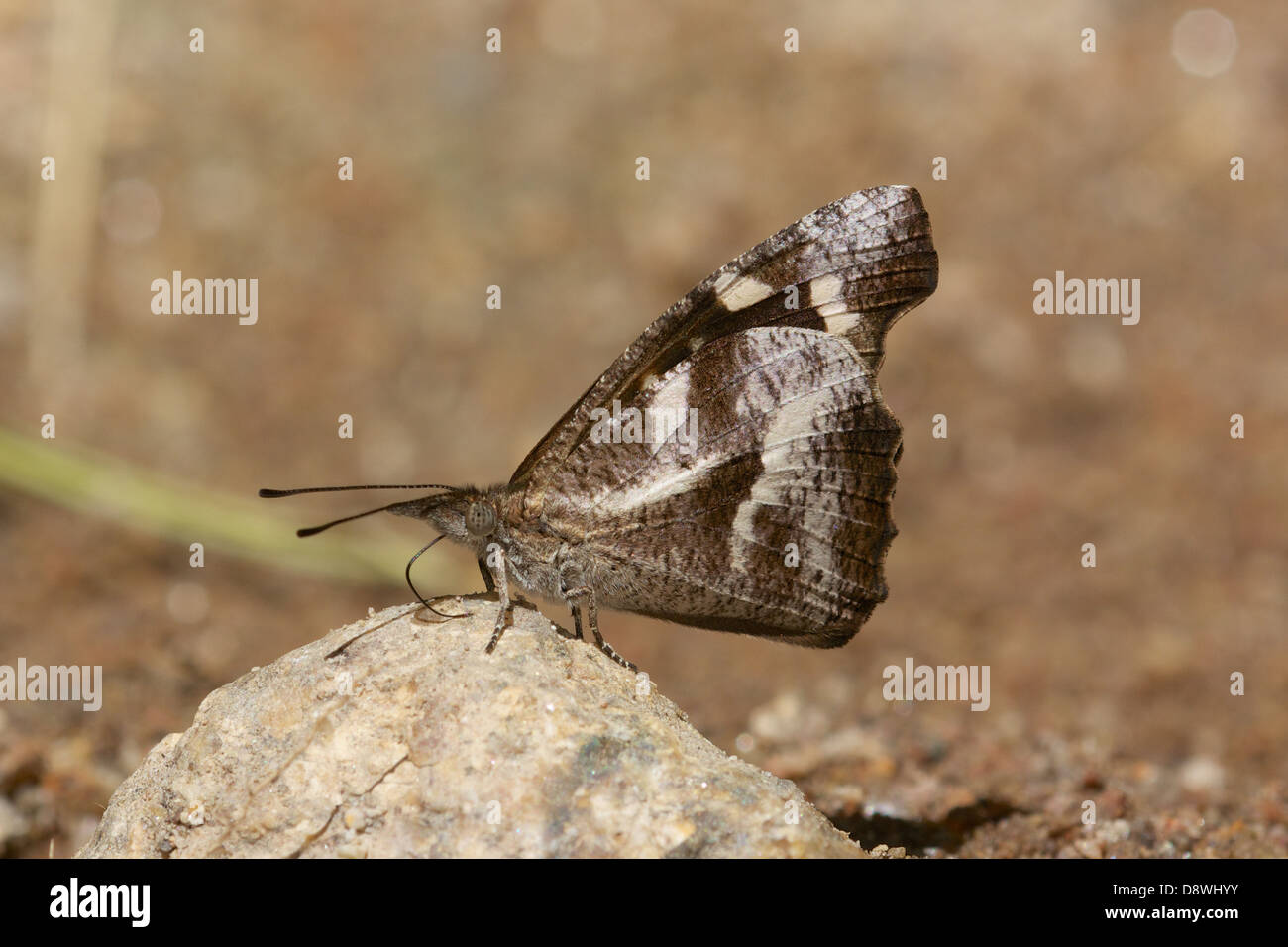 La narina Libythea Whitespotted (pico) es una mariposa encontrado en Asia, que pertenece al grupo Libytheinae Foto de stock