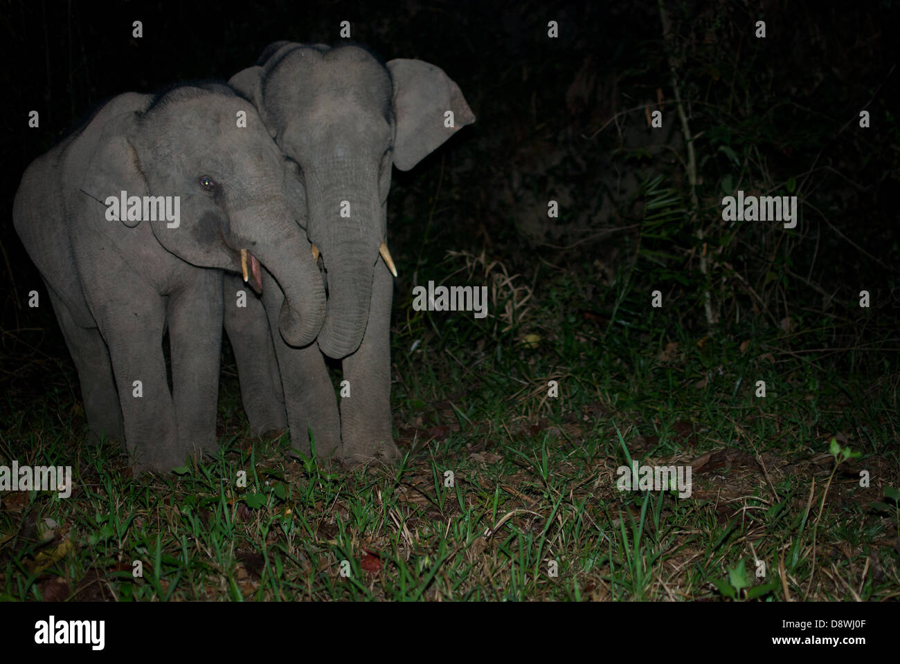 Los elefantes asiáticos juveniles silvestres, Elephas maximus. Pang Asdi, Parque Nacional de Tailandia. Foto de stock
