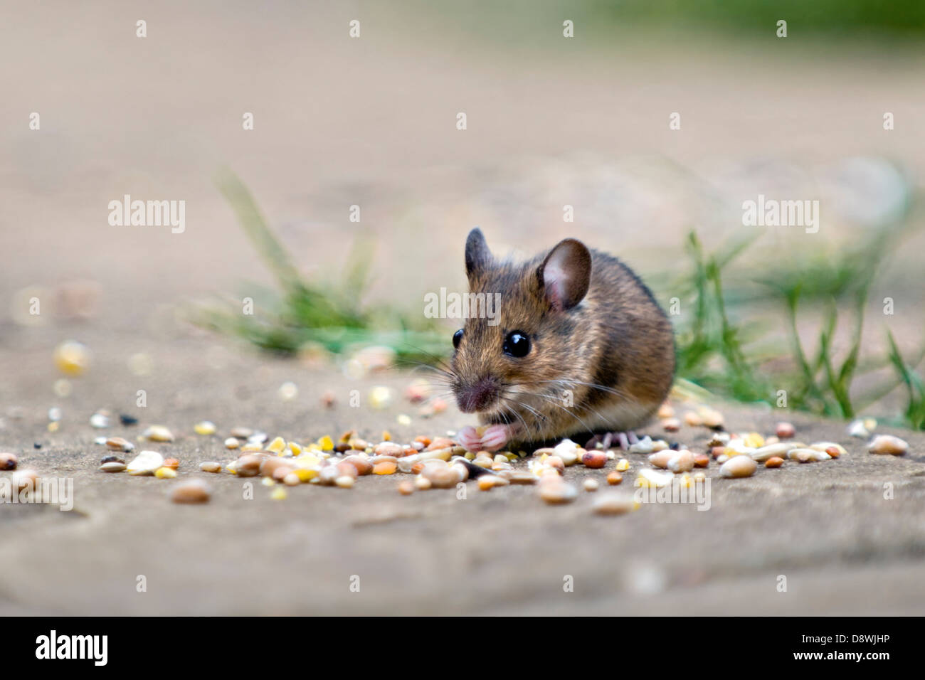 Ratón de madera, conocido también como el campo o long-tailed ratón comiendo las semillas de los pájaros en el patio en el jardín con fondo desenfocado Foto de stock