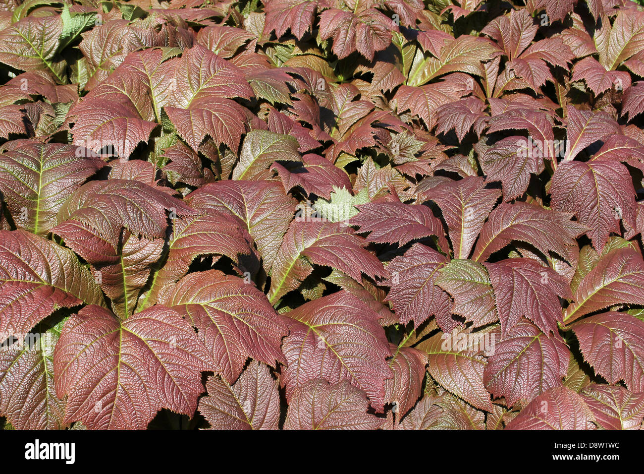 Marrón de las hojas de plantas ornamentales Foto de stock