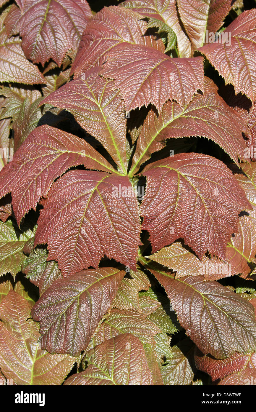 Marrón de las hojas de plantas ornamentales Foto de stock