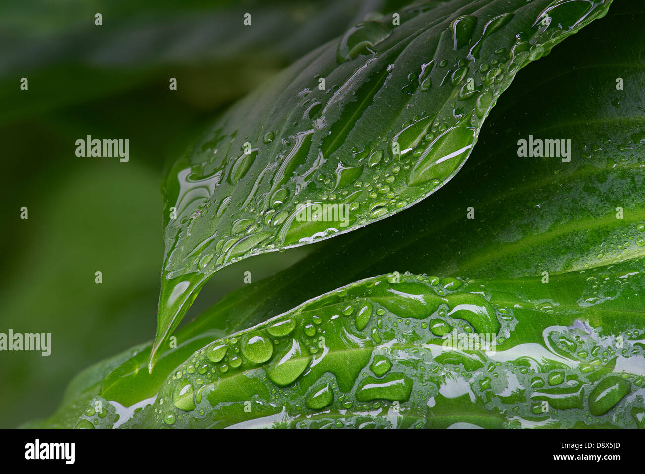 Gotas de agua sobre hojas de Hosta verde en la lluvia Foto de stock