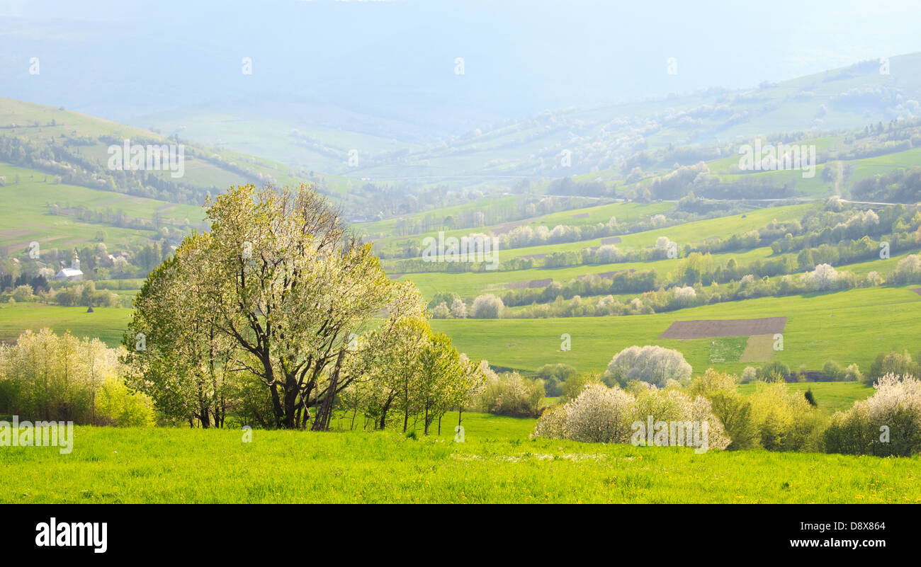 Tarde de primavera paisaje: verdes laderas de floración de los Cárpatos Foto de stock