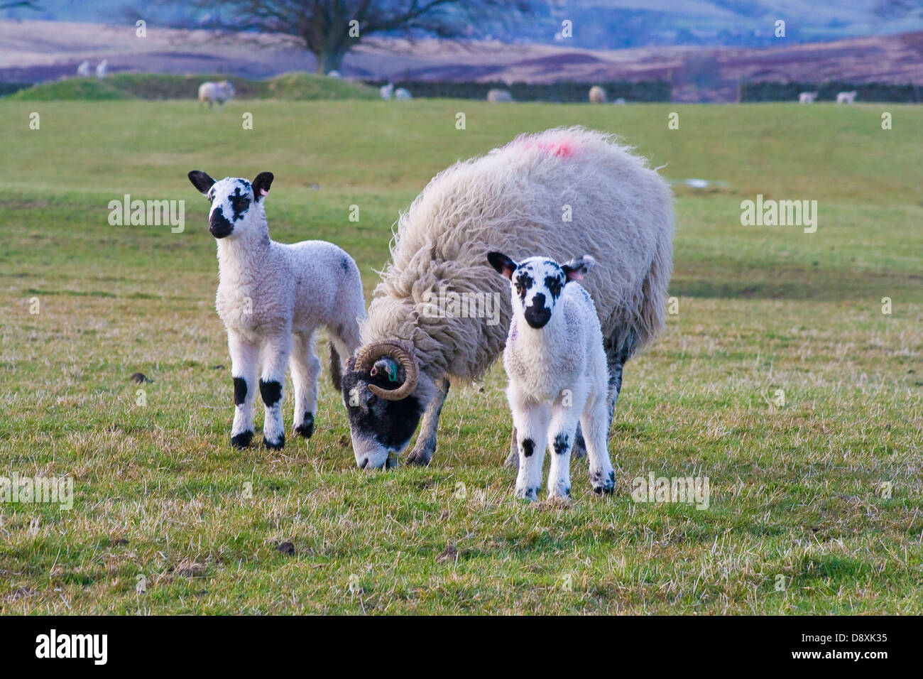 Swaledale oveja corderos con twin Foto de stock