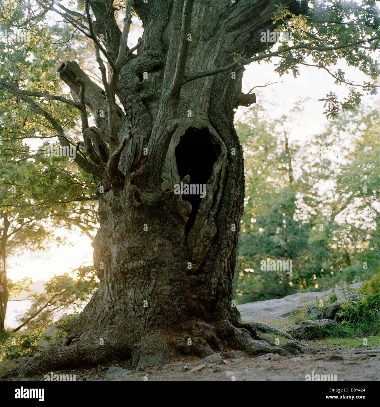 Un gran tronco de árbol hueco. Foto de stock