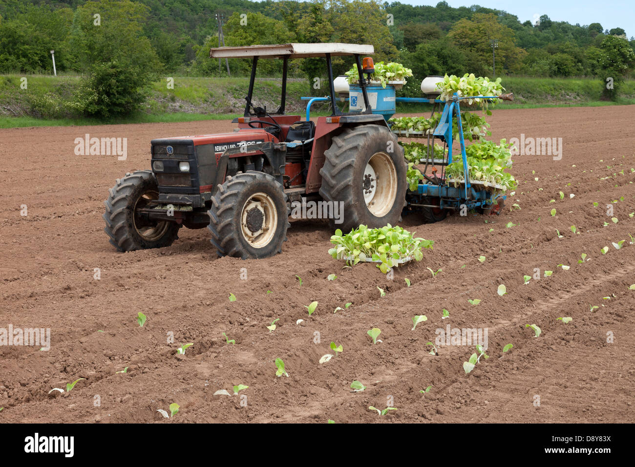 Tractor con plántulas listas para la siembra el valle del Dordoña Francia Europa. Foto de stock