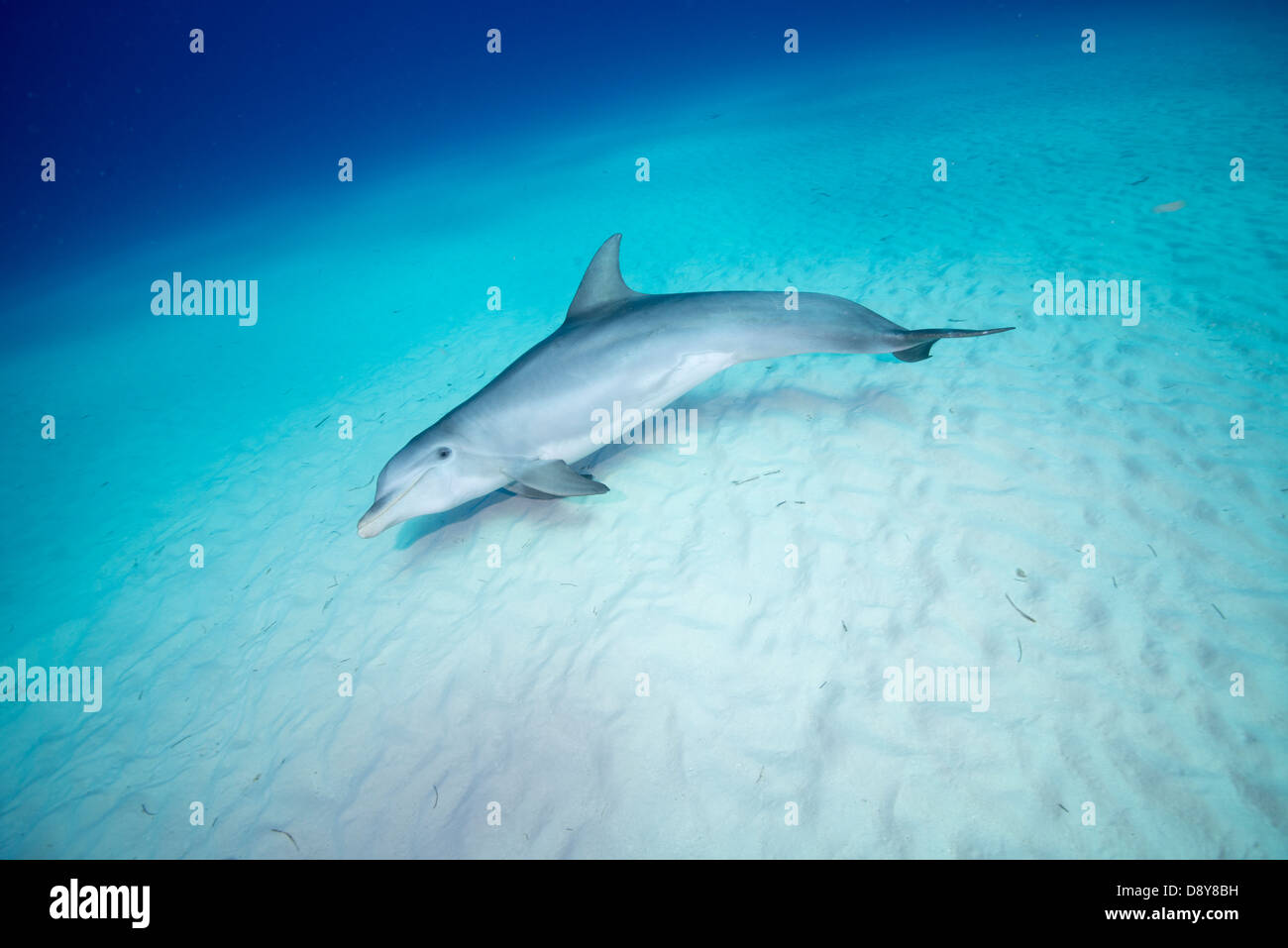 El delfín mular, Tursiops truncatus, Bahamas Foto de stock