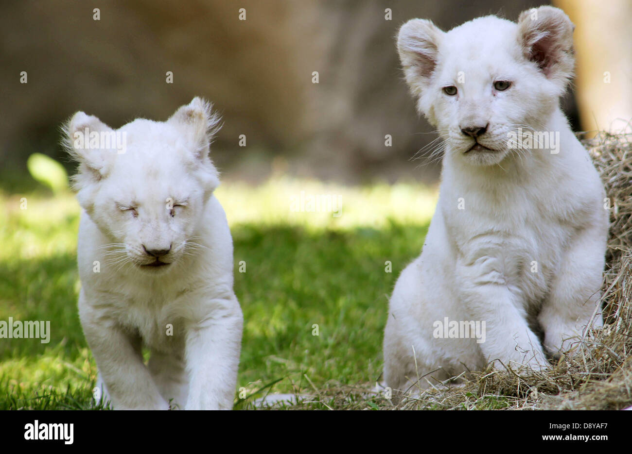 Rhenen, Países Bajos. 06 de junio de 2013. Leones blancos "Inkosi africana'  y 'Ilumbo' plantean en Ouwehand Zoológico en Rhenen, 06 de junio de 2013.  Los africanos raros leones blancos nacieron el