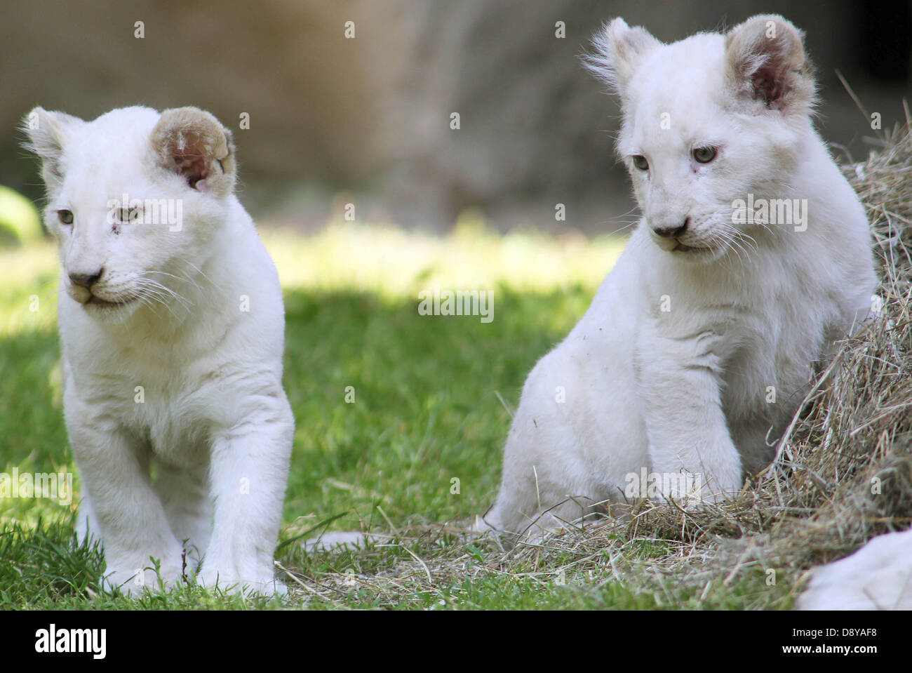 Madre y bebé leones fotografías e imágenes de alta resolución - Página 10 -  Alamy