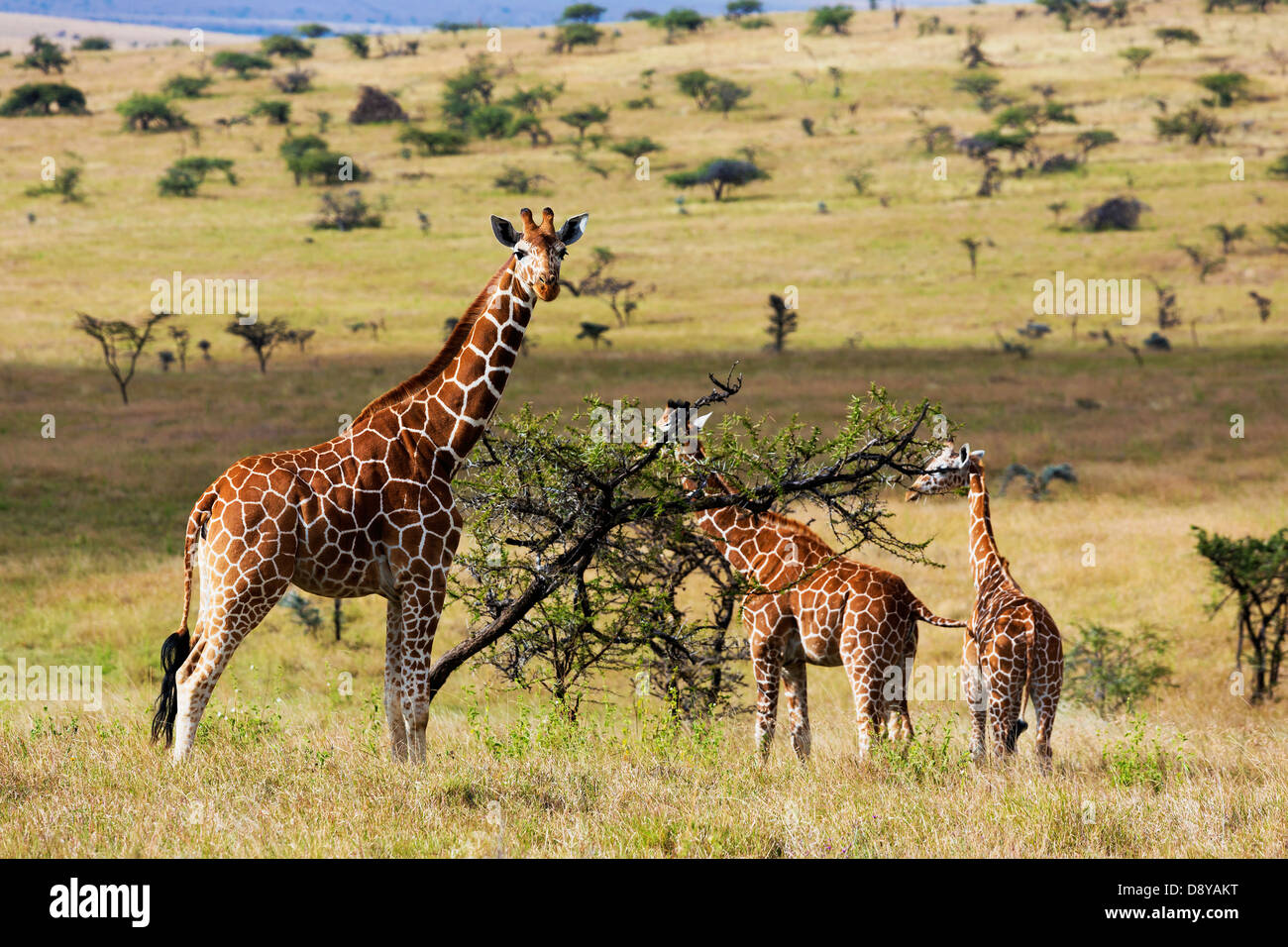 Jirafa reticulada pastoreo.Kenya Foto de stock
