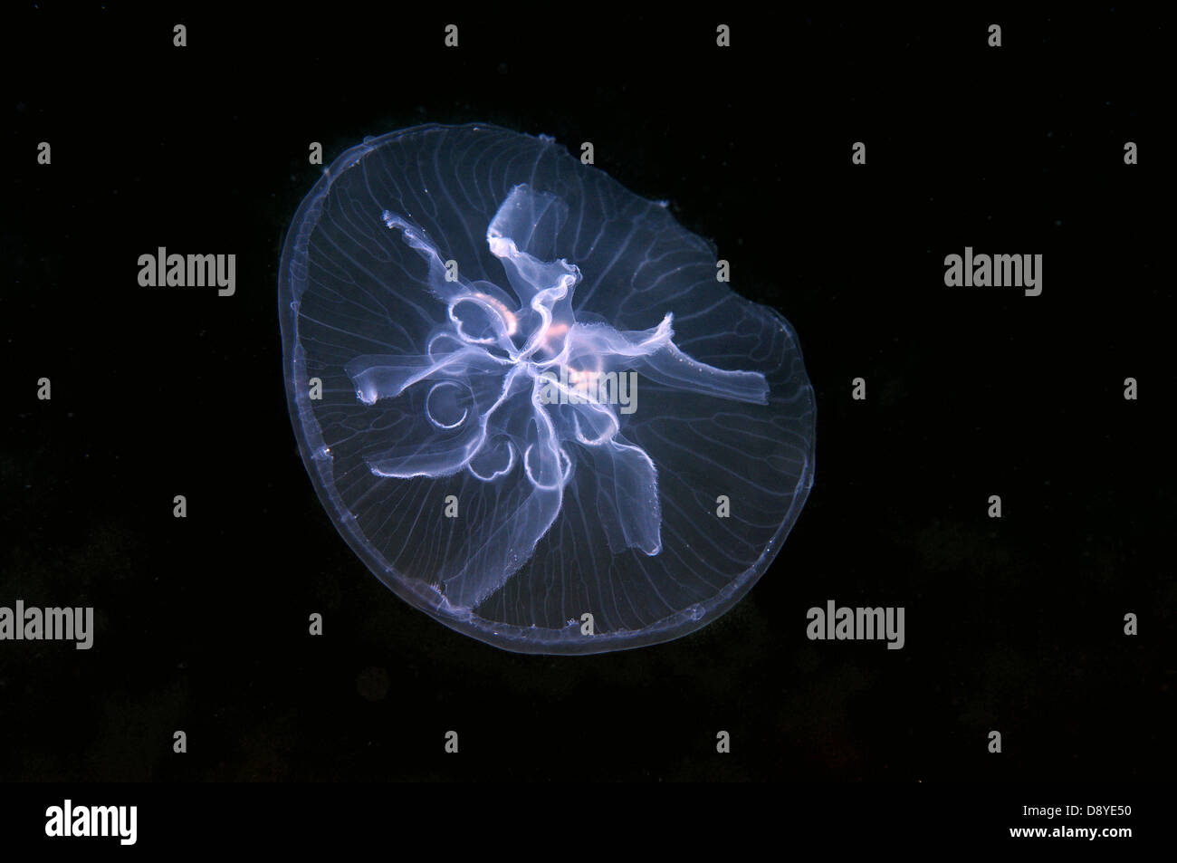 Una mutación genética, esta medusa tiene siete gónada en lugar de cuatro. Luna Luna jalea, Medusa, Medusa común Foto de stock