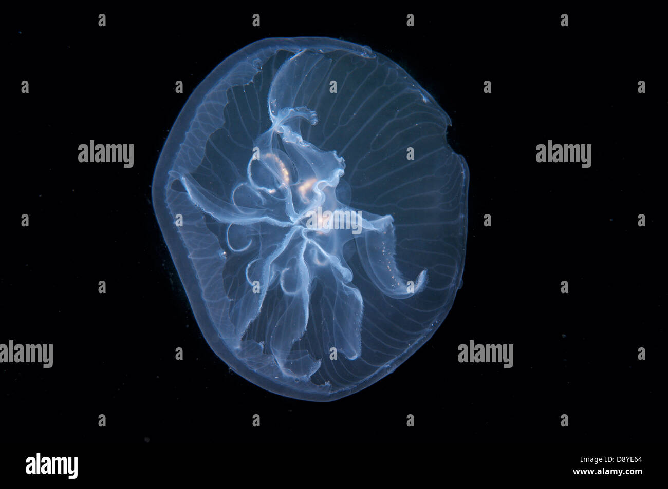 Una mutación genética, esta medusa tiene siete gónada en lugar de cuatro. Luna Luna jalea, Medusa, Medusa común Foto de stock