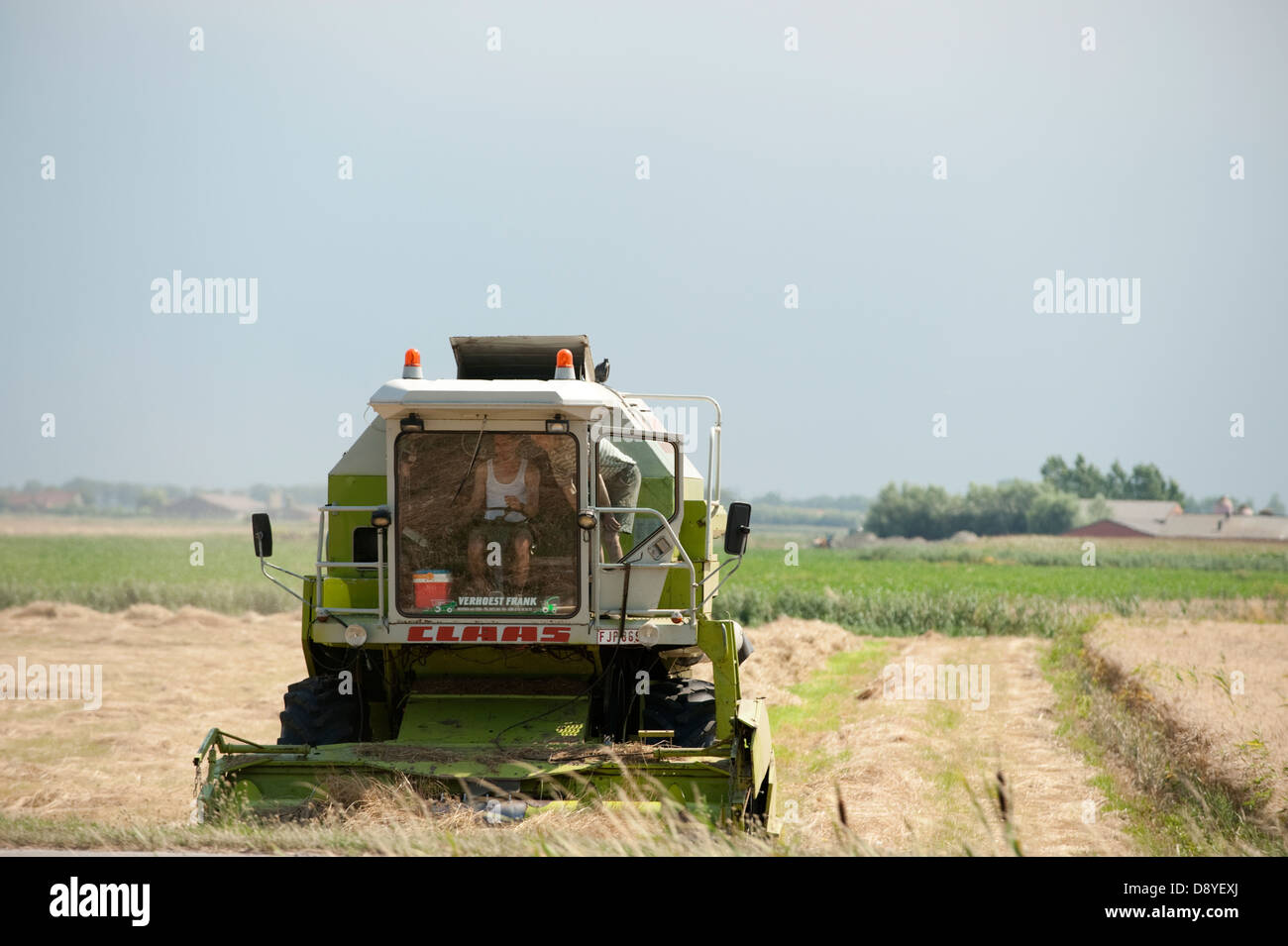 Cosecha de trigo Cosechadora agricultor Bélgica Europa Foto de stock