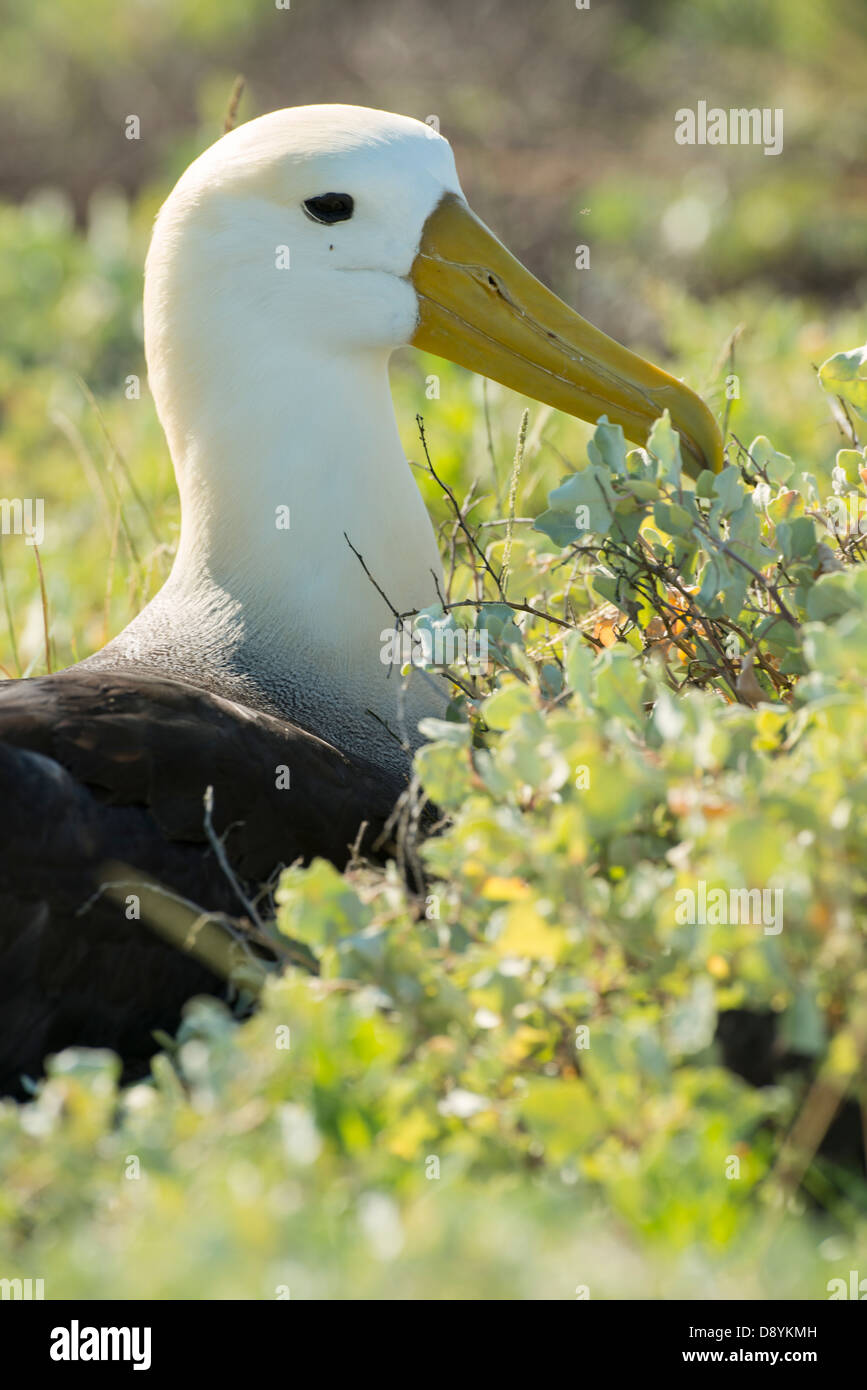 Fotografía de Stock de un albatros en la Isla Española, Galápagos. Foto de stock