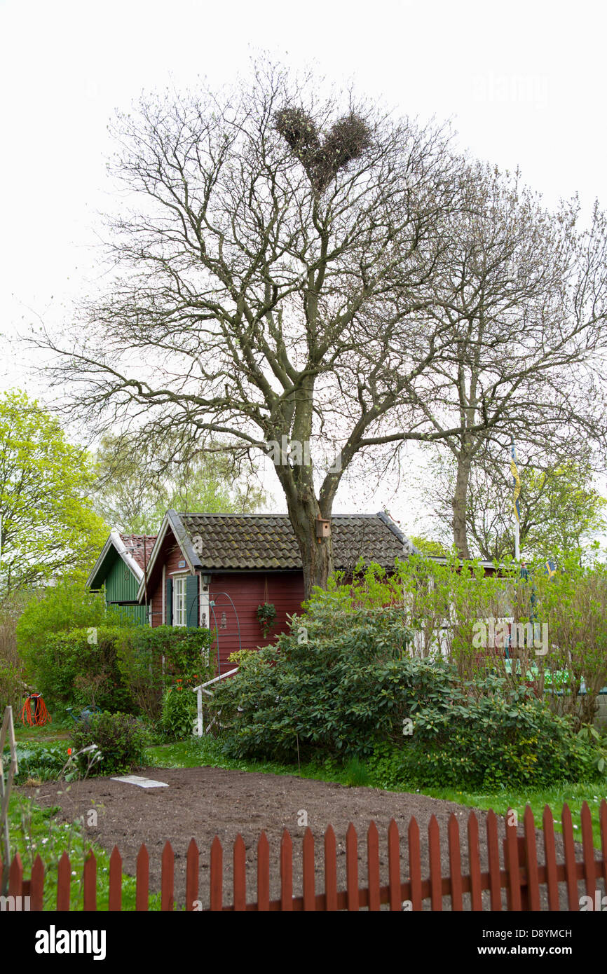 Urraca''s nido en un árbol en una pequeña cabaña, Suecia. Foto de stock