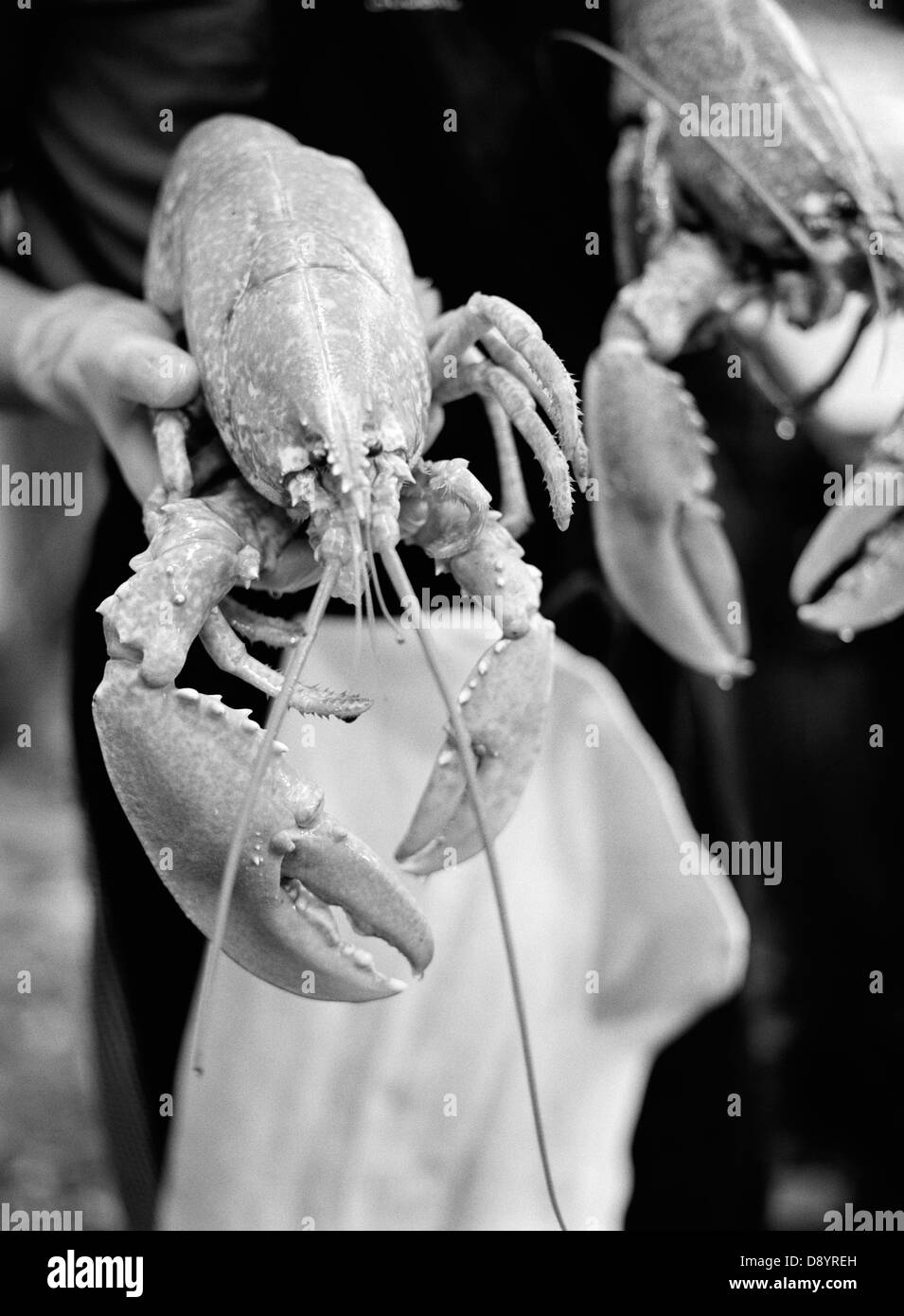 Pinza de langostino apretada