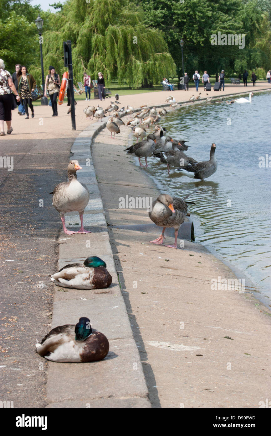 Wildfowl patos y aves silvestres en la orilla de la Serpentina de Londres Central Foto de stock
