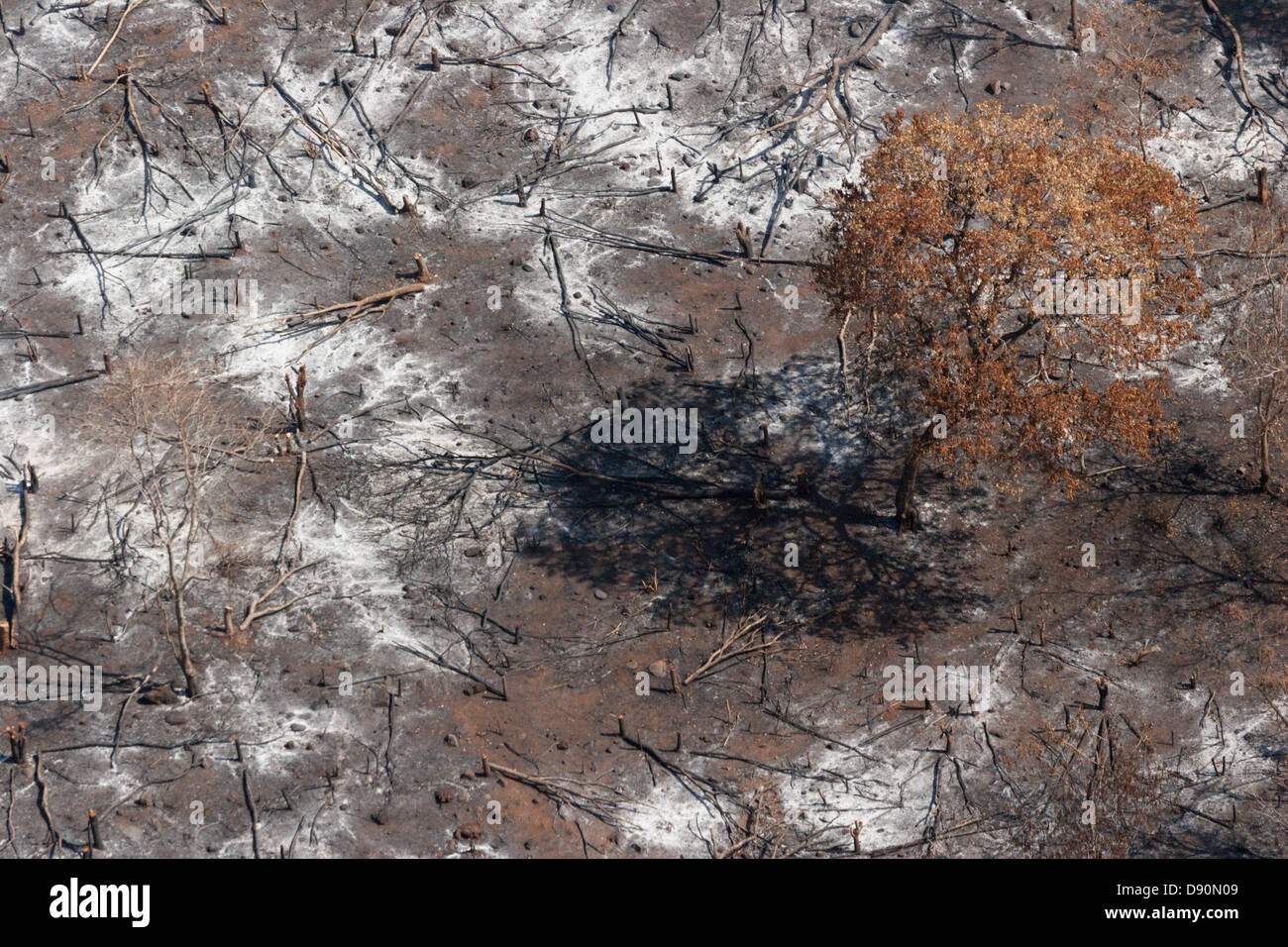 Tierra arrasada la quema estacional el desmonte de bosques de África Guinea Foto de stock