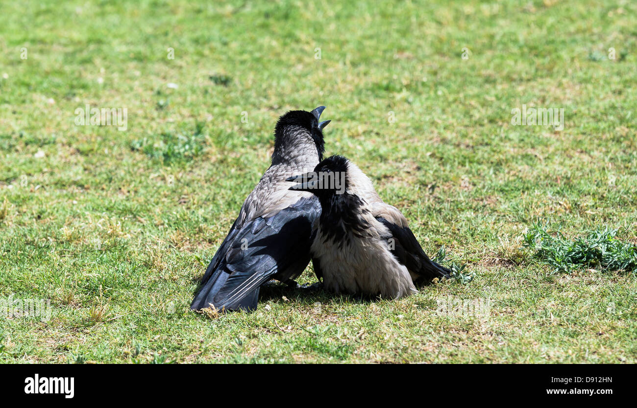 Amor de dos cuervos sobre el césped Foto de stock