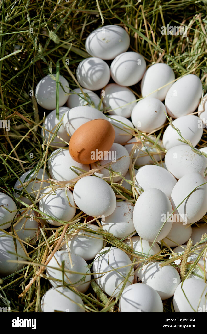 Los huevos en el nido de pájaro Foto de stock