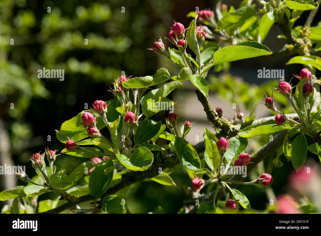 Las hojas jóvenes y capullos de rosa en un Golden Apple tree en primavera Foto de stock