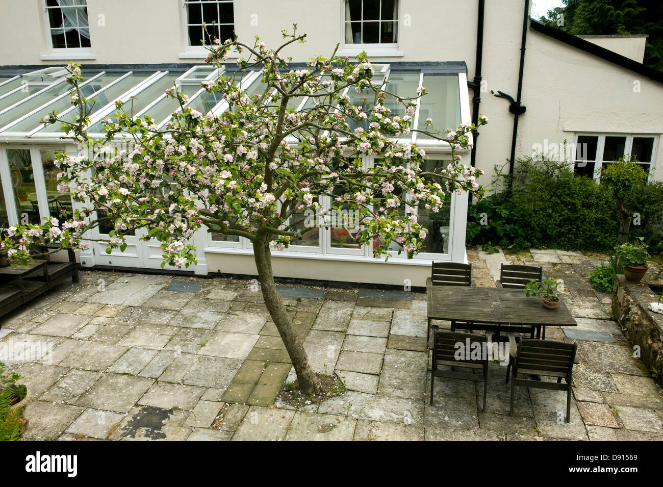 Un Bramley Apple tree en flor llena justo fuera un gran invernadero en la parte de atrás de una casa georgiana en Devon Foto de stock