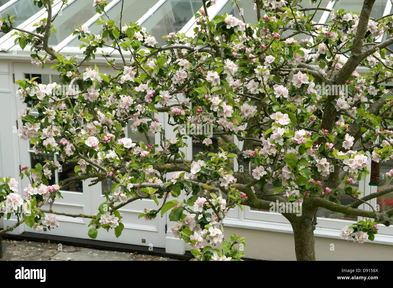 Un Bramley Apple tree en flor llena justo fuera un gran invernadero en la parte de atrás de una casa georgiana en Devon Foto de stock