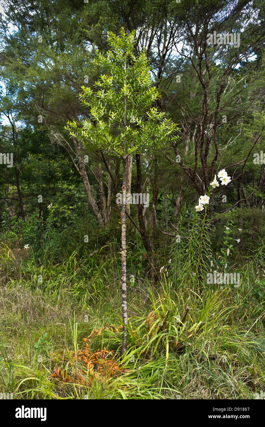dh Kauri árboles de sapling NZ Nueva Zelanda Northland árboles de bosque Foto de stock