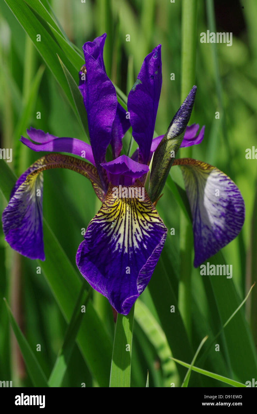 Flor de lis azul violeta iris plantas silvestres meadow Fotografía de stock  - Alamy