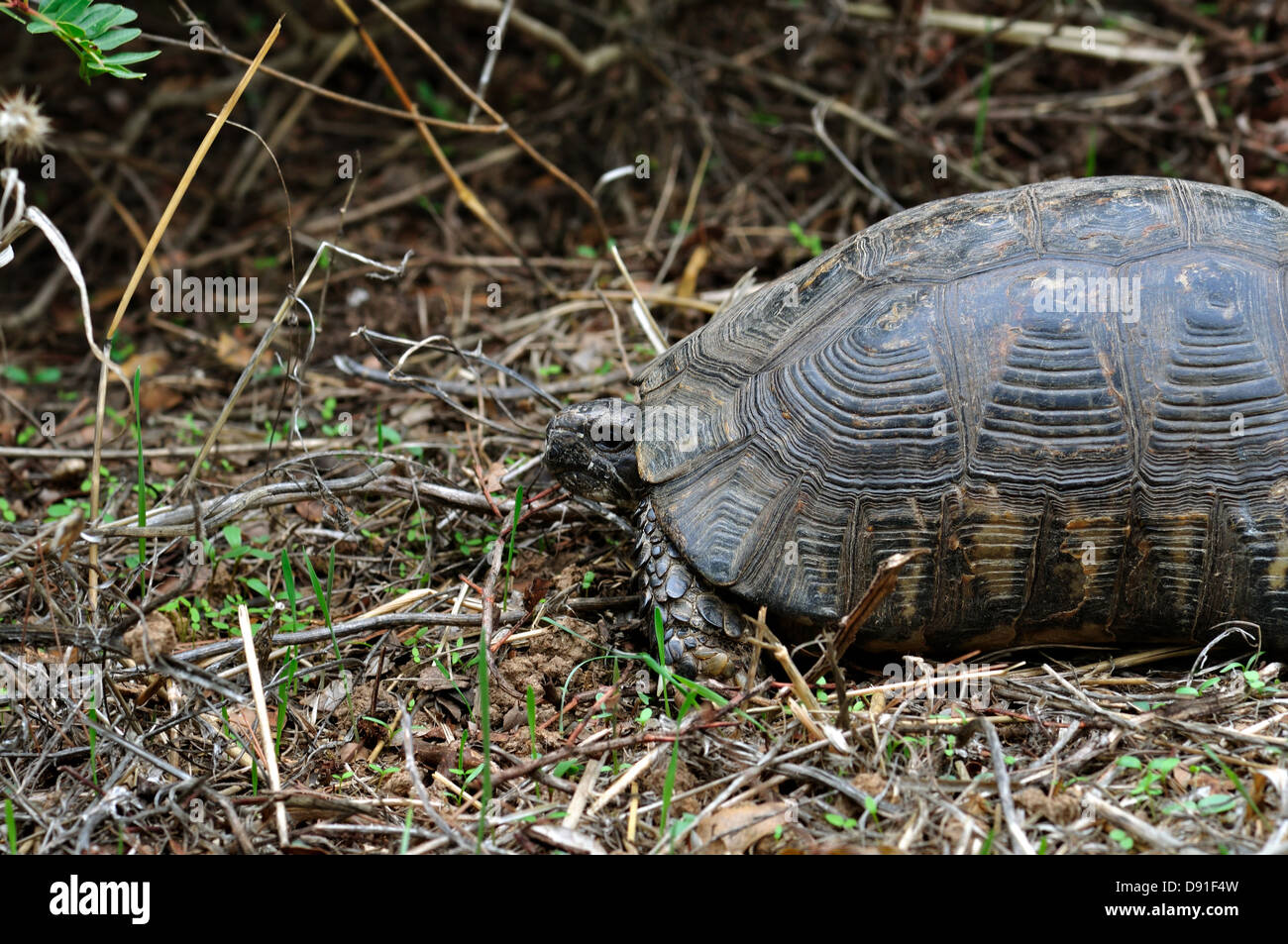 La tortuga de bosque natural en el medio ambiente. Animal de fondo. Foto de stock