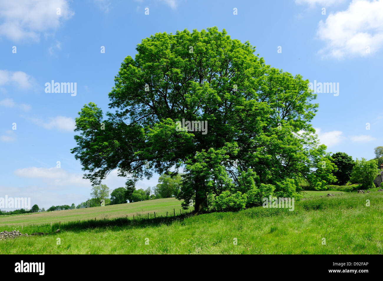 Los Fresnos ,Snitterton,Derbyshire, Reino Unido. Foto de stock