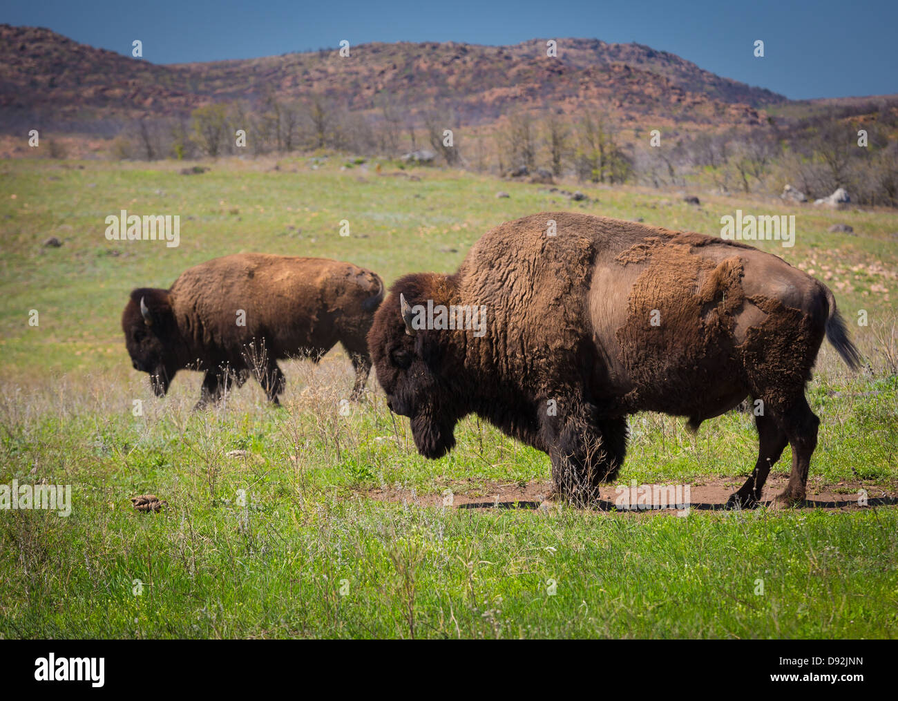 Bisonte de itinerancia en Wichita Mountains Wildlife Refuge, Oklahoma Foto de stock