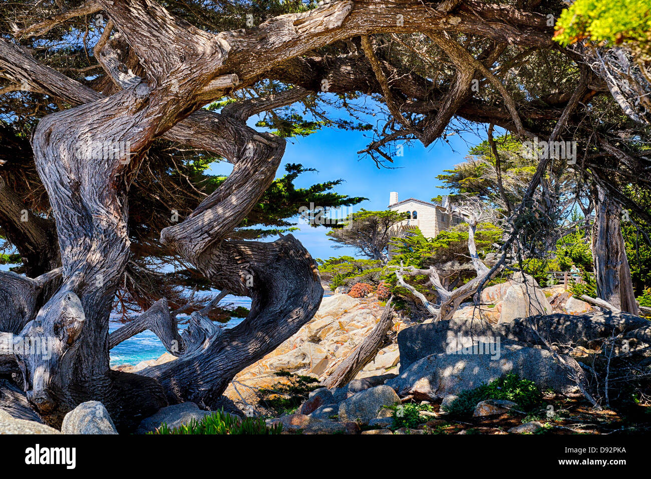 Torcida Cipreses en Pescadero Point, Pebble Beach, el Condado de Monterey, California Foto de stock
