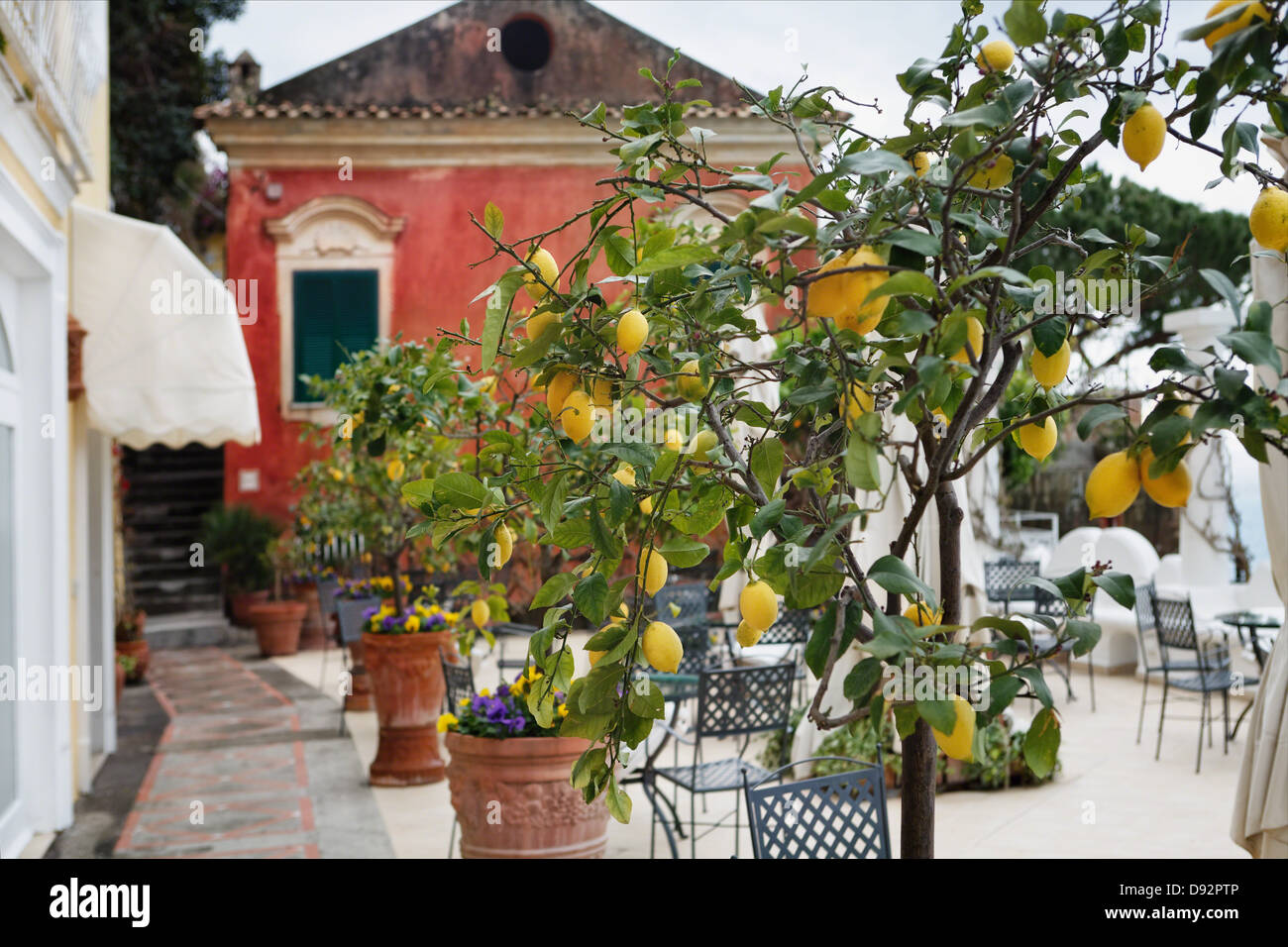 Árboles de limón en una terraza de la Villa, Positano, Campania, Italia Foto de stock