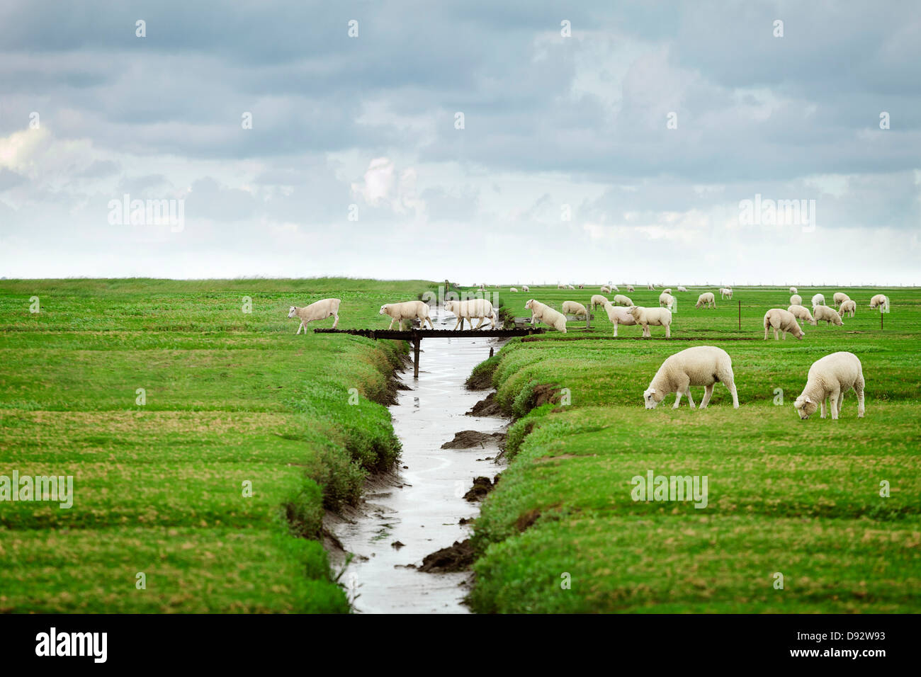Rebaño de ovejas cruzando la pasarela en Schleswig Holstein, Alemania Foto de stock