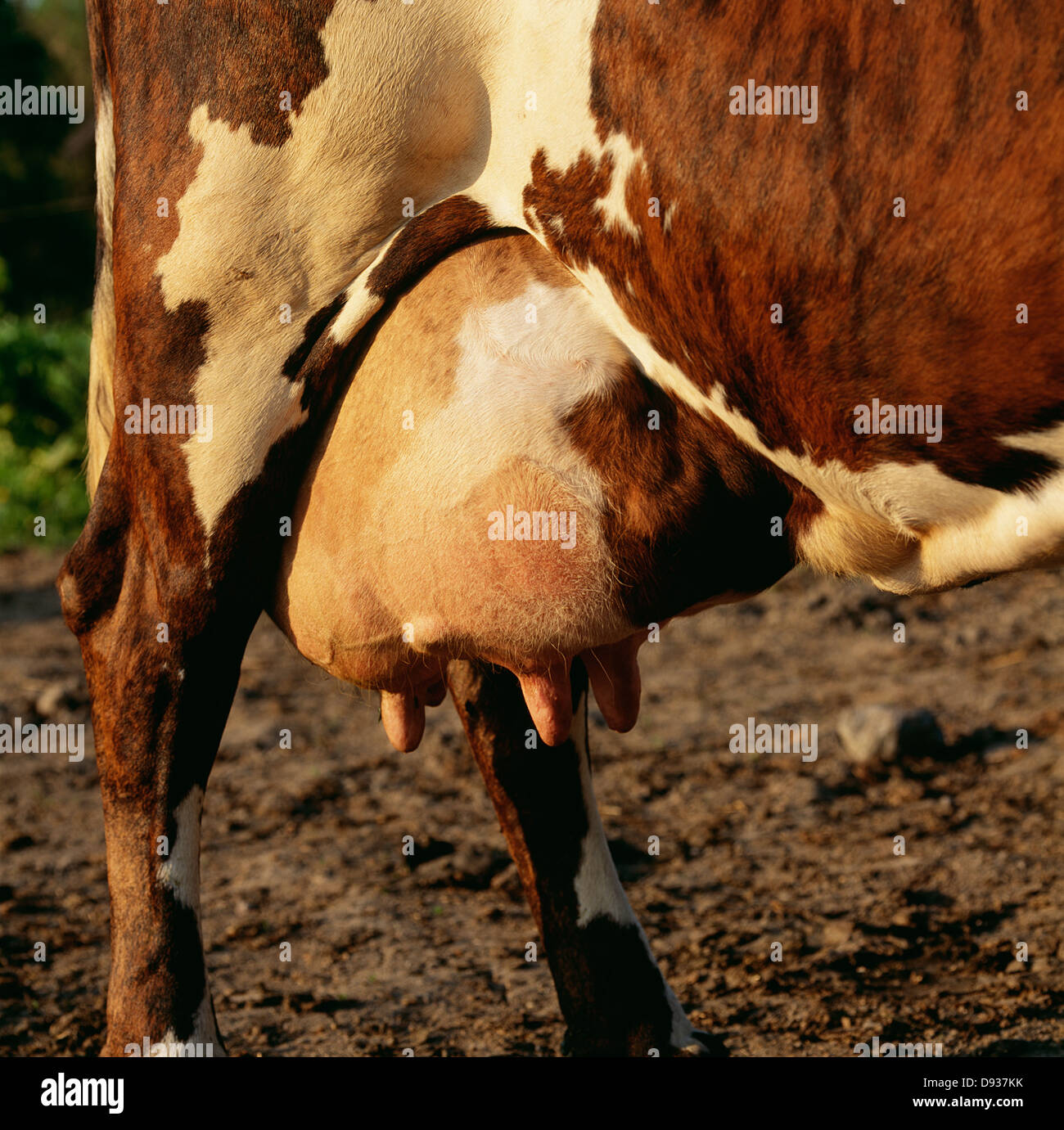 Las vacas, cerca de la ubre. Foto de stock