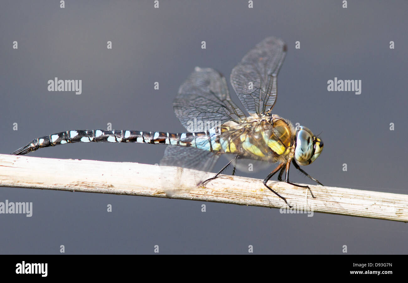 Hawker migrantes dragonfly en tallo reedmace muerto Foto de stock