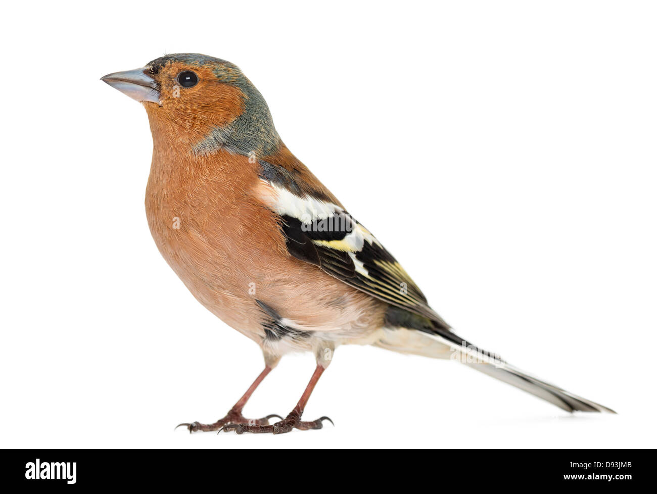 Pinzón, Fringilla coelebs común, contra el fondo blanco. Foto de stock